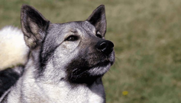 A medium-sized fluffy dog breed called Norwegian Elkhound is in a field and looking at the sky.
