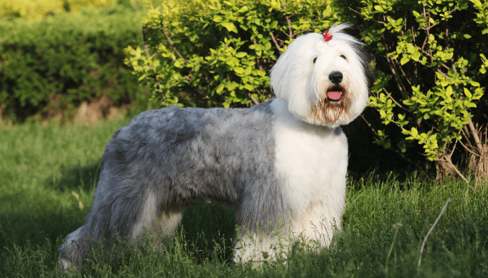 A large fluffy dog breed called the Old English Sheepdog standing in a field of grass.