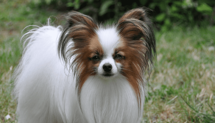 A part of the small fluffy dog breed community this dog is called the Papillion dog, they have ears that look like the wings of a butterfly.