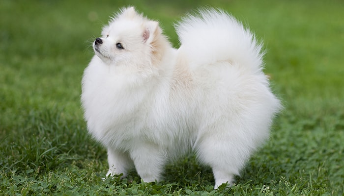 A small fluffy breed dog called a Pomeranian, standing in a field of grass.
