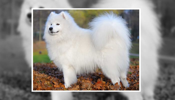 A large fluffy dog called Samoyed that is standing in a field full of leaves.