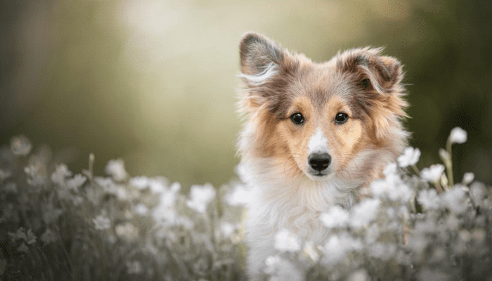 A medium-sized fluffy dog breed that is called Shetland Sheepdog, sitting in a field of flowers.
