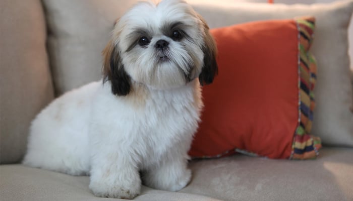A white small fluffy dog breed called Shih Tzu is sitting on a sofa.