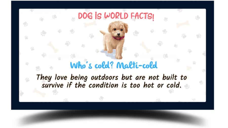 graphical image of a maltipoo with a fact stating that they love being outdoors but are not built to survive if the condition is too hot or cold.