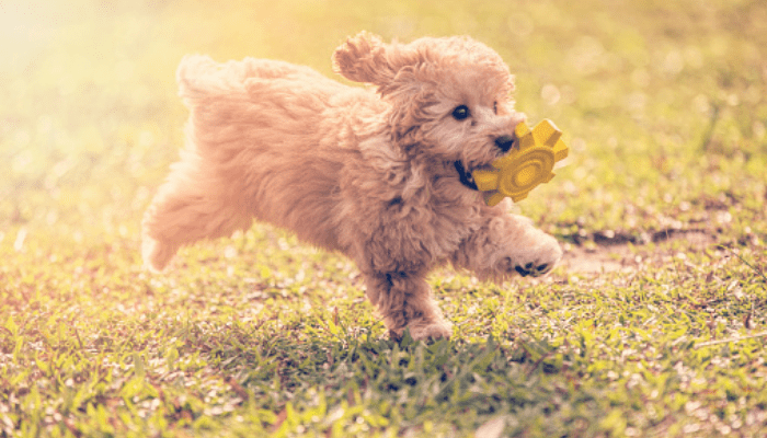 A crossbreed between the Maltese and Poodle dog called Maltipoo, the dog is running through the field with a toy in its mouth.