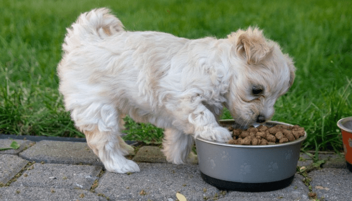 A white Maltipoo dog, eating food from a bowl with paw prints on it.
