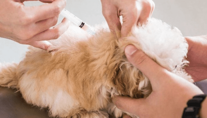 A Maltipoo dog getting an injection from a vet, while their owner holds them.