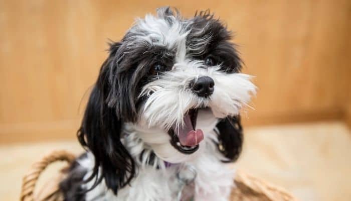 A black and white Maltipoo dog who is yawning.