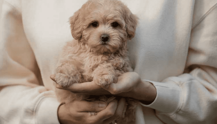 A person holding a Maltipoo dog in their hand, the dog has his paws in their hands.