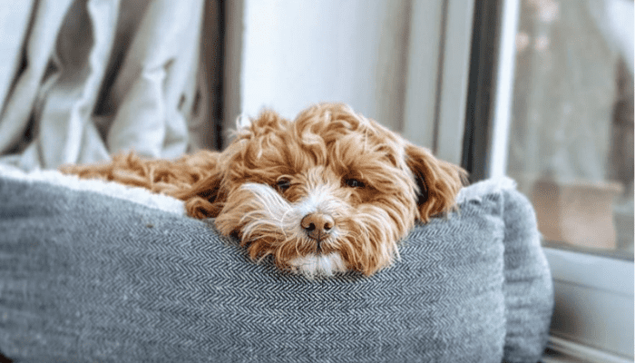 An apricot Maltipoo dog relaxing on a sofa while looking at the camera with sleepy eyes.