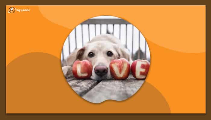 A dog's face between apples that spell out L-O-V-E. 