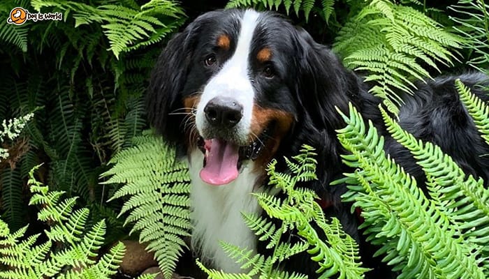 A dog's head between a bush of Boston Fern. 