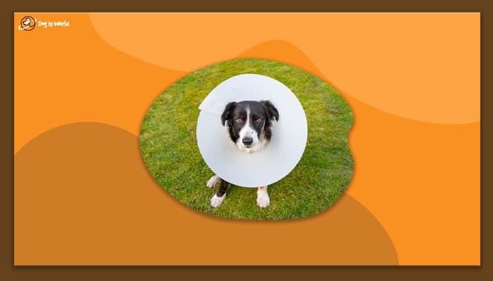 A dog wearing a cone shaped neck collar. 