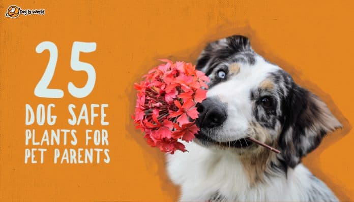 A dog holding a flower with its mouth, as an example for dog safe plants.