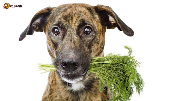 A dog holding a small bunch of Dill plant in  its mouth. 