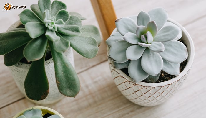 A pair of succulents in small pots.