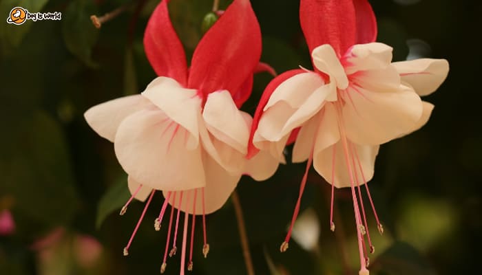 A pair of white and red Fuchsias. 