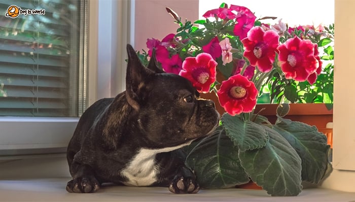 A dog sitting and sniffing bright pink Gloxinia that is next to it. 