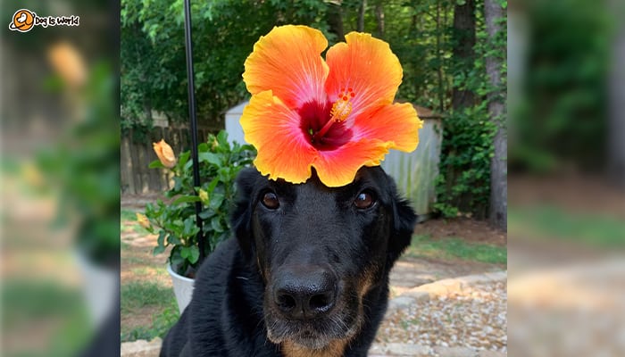 A dog with a Hibiscus flower on its head. 
