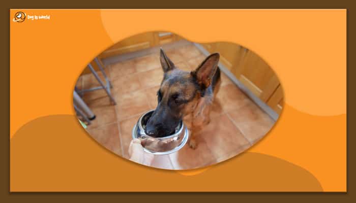 Dog eating from its bowl which is held by a person.
