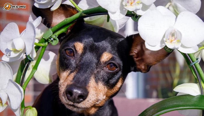 A dog's face surrounded with orchids. 