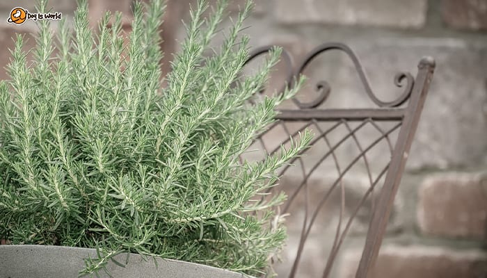 A bunch of Rosemary plant. 