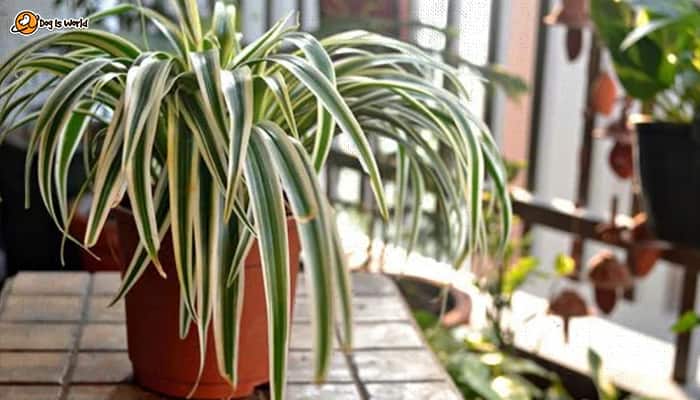 Spider plant in a brown pot. 