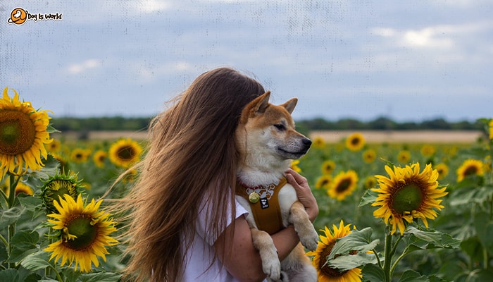 A woman holding her dog in a sunflower field. 