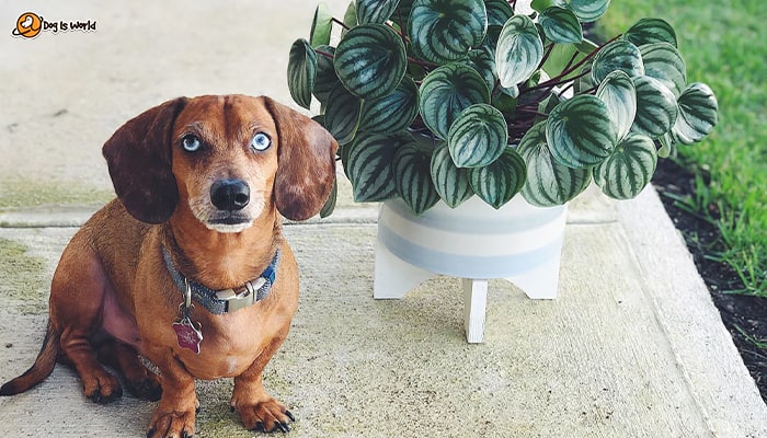 A dog sitting next to a Watermelon Peperomia plant in a white pot. 