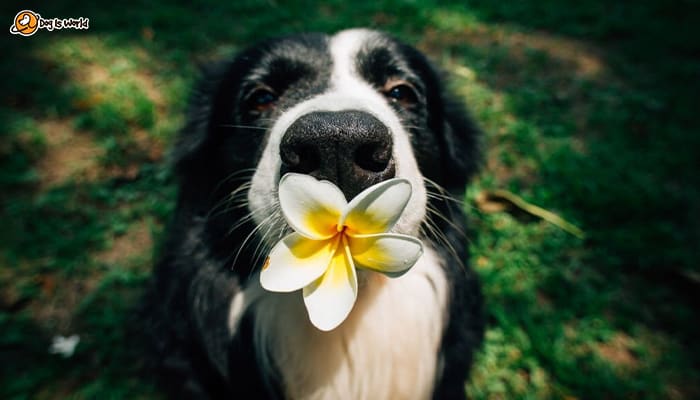 A dog holding a white flower in its mouth.