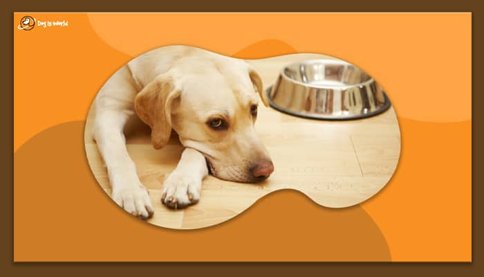 A gloomy dog lying next to its food bowl.
