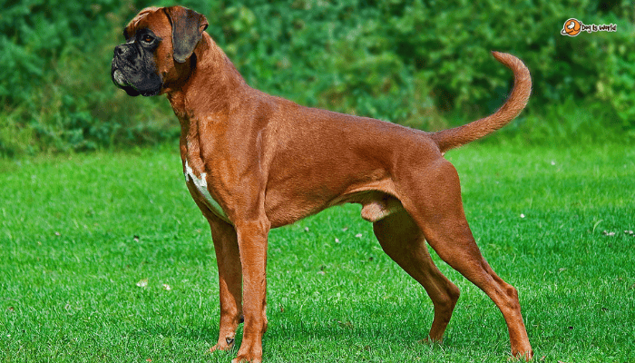 Boxer as one of the best dog breeds for guarding 