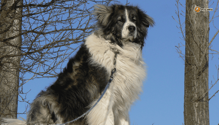 Caucasian Shepherd as one of the best dog breeds for guarding 