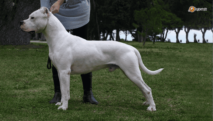A standing white dogo argentino. 