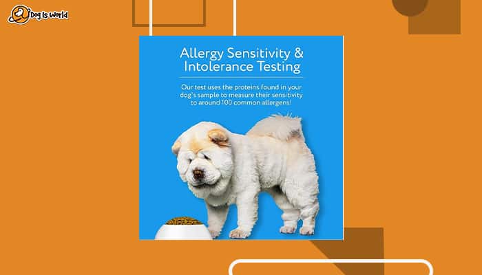 Allergy kit gifts for dog lovers  