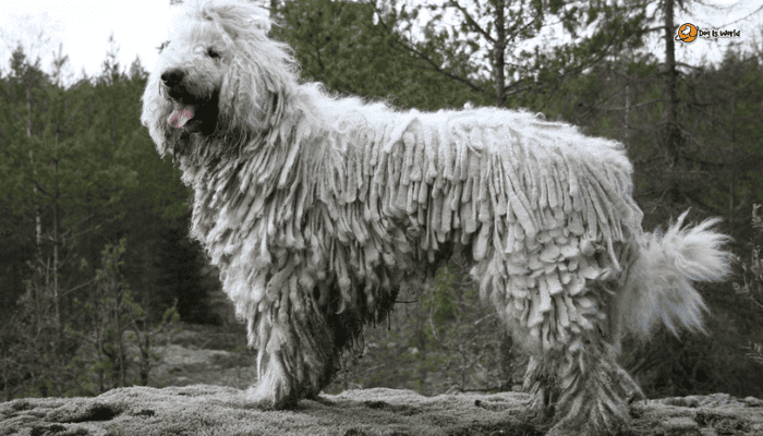 Hungarian dog komondor. 