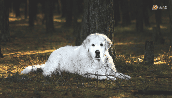 Kuvasz as one of the best dog breeds for guarding. 