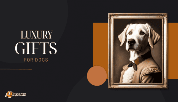 Luxury gifts for dogs cover.