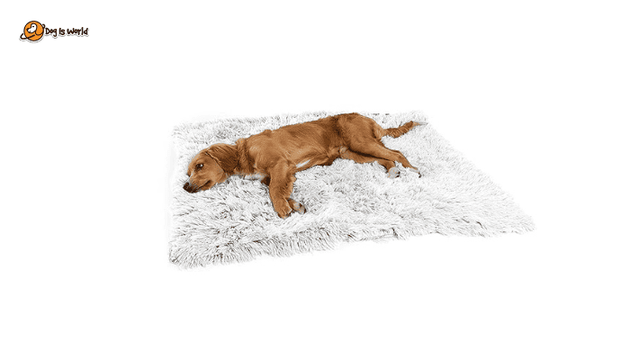 Luxury puppy rug 