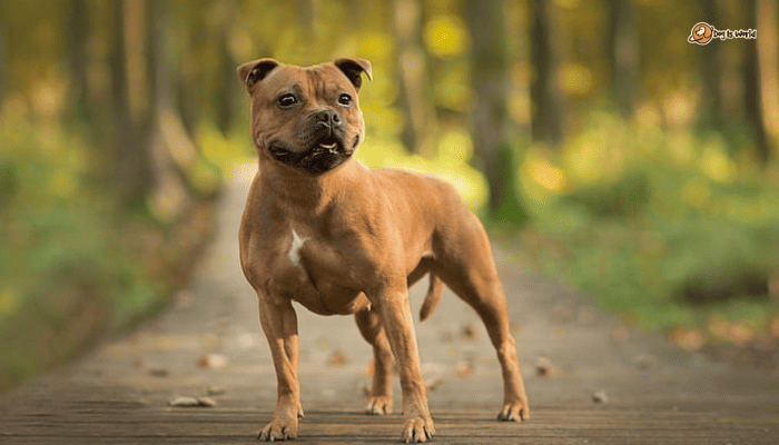 A Staffordshire Bull Terrier as one of the best dog breeds for guarding. 