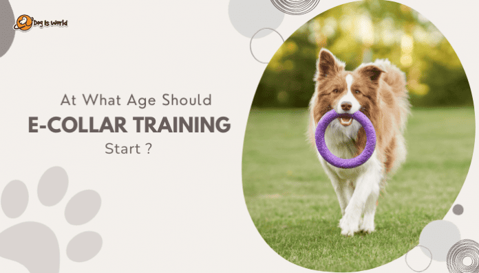 cover image for e-collar training in dogs.