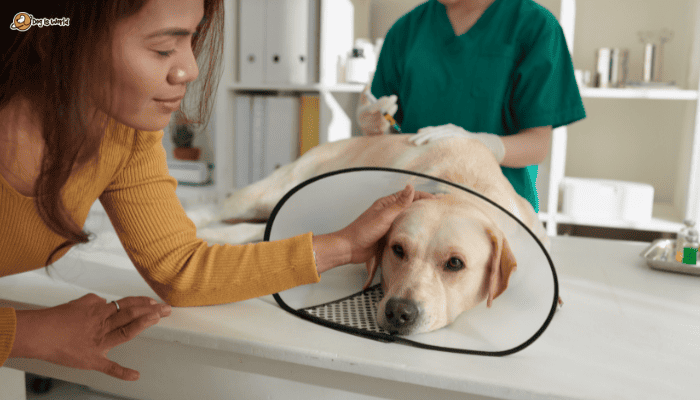 a dog owner petting her dog with an e-collar

