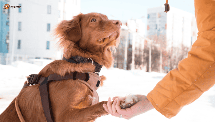 a dog giving his paw to a human hand.