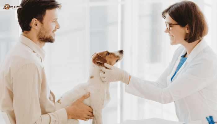 a doctor assessing a dog, while it's owner holds the dog.