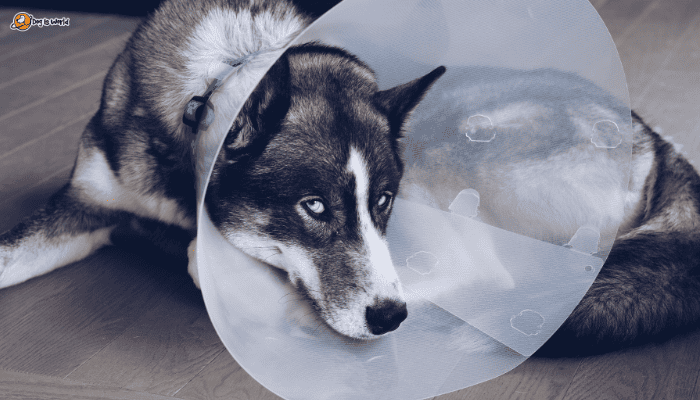 A husky dog wearing an e-collar
