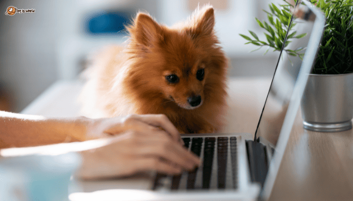 a small dog watching the laptop screen.