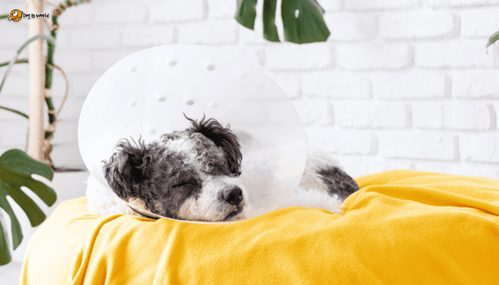 a puppy wearing e-collar sleeping