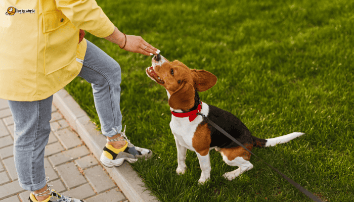 a hand petting a beagle dog.