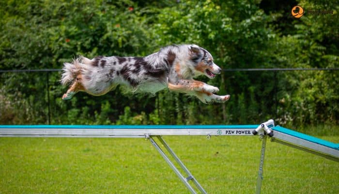 Advanced Agility Training Equipment for Dogs