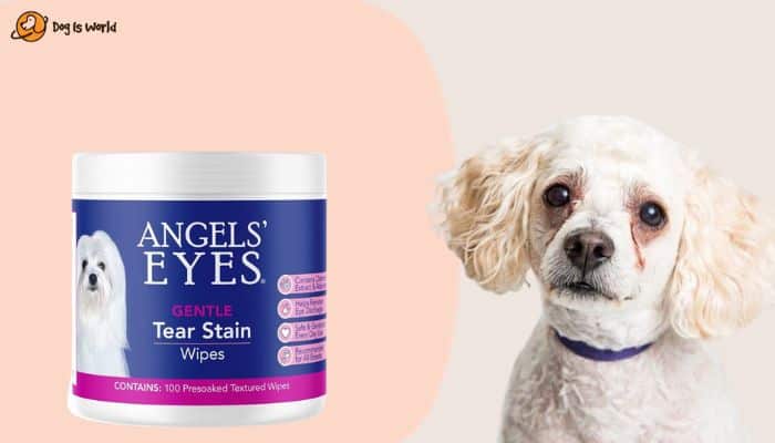 a white dog with tear stain and angel eyes swabs 